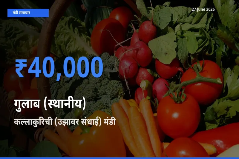 आज गुलाब (स्थानीय) के सबसे ज़्यादा दाम कल्लाकुरिची (उझावर संधाई) मंडी में दर्ज