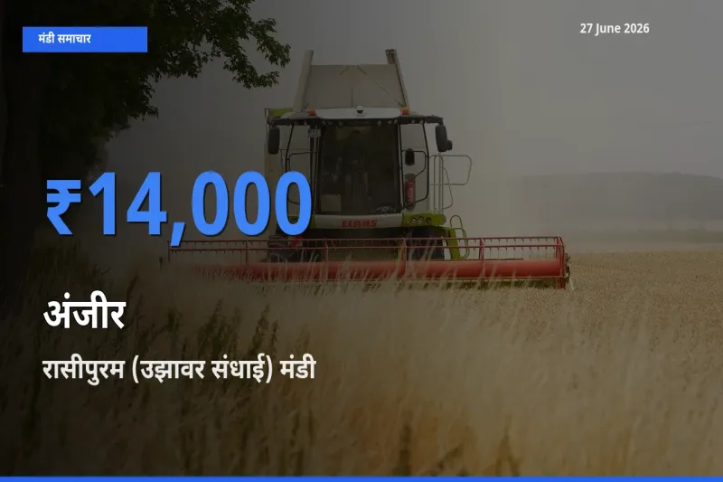 आज अंजीर के सबसे ऊँचे दाम ₹14,000 रासीपुरम (उझावर संधाई) मंडी में