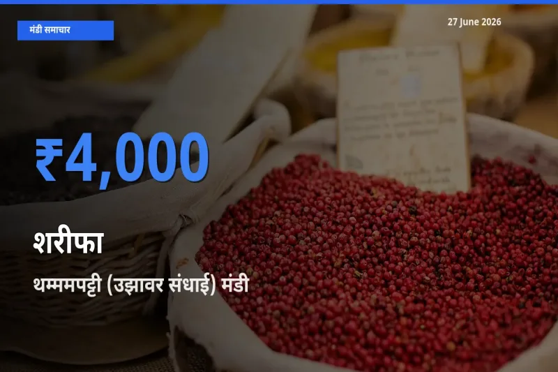 आज शरीफा के सबसे ज़्यादा दाम थम्ममपट्टी (उझावर संधाई) मंडी में दर्ज