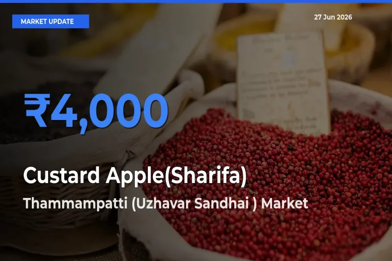 Top Performer! Thammampatti (Uzhavar Sandhai ) Offers Best Custard Apple(Sharifa) Price Today