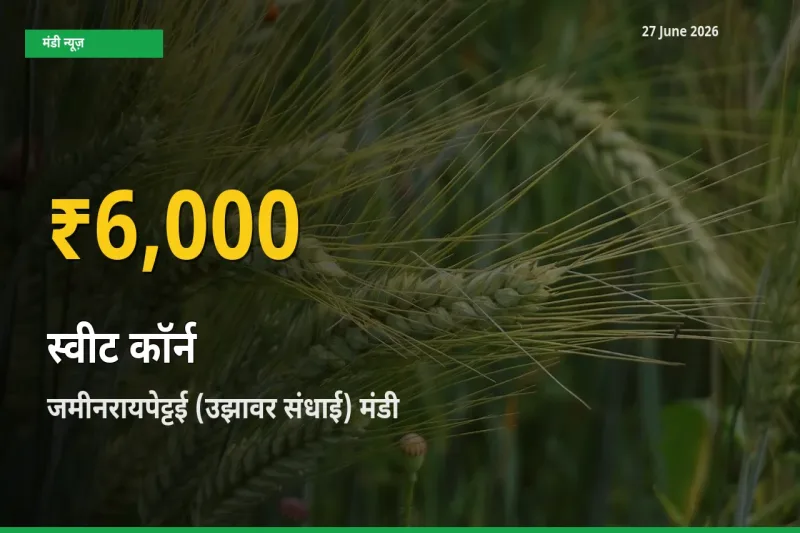 27 June अपडेट: जमीनरायपेट्टई (उझावर संधाई) में स्वीट कॉर्न के दाम रिकॉर्ड स्तर पर