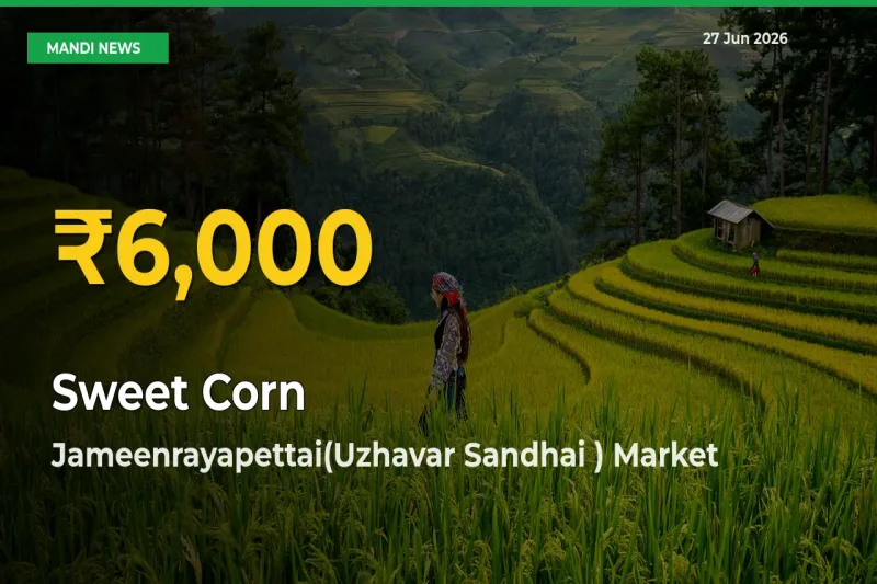 Fresh Record! Sweet Corn  Price Climbs to New High in Jameenrayapettai(Uzhavar Sandhai )