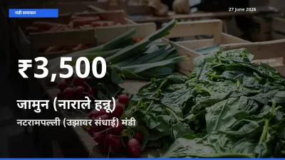 नटरामपल्ली (उझावर संधाई) में जामुन (नाराले हन्नू) के दाम 30 दिन के न्यूनतम स्तर पर, आज का मंडी भाव देखें