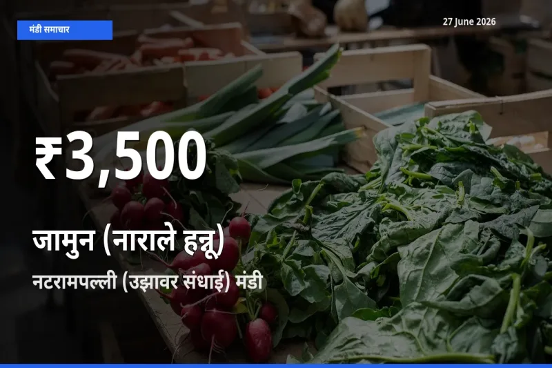 नटरामपल्ली (उझावर संधाई) में जामुन (नाराले हन्नू) के दाम 30 दिन के न्यूनतम स्तर पर, आज का मंडी भाव देखें