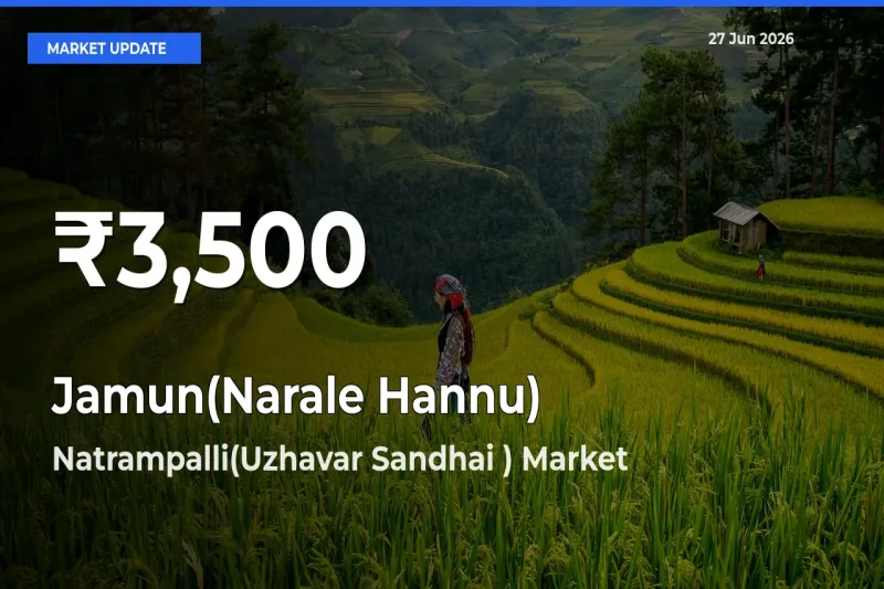 Jamun(Narale Hannu) Mandi Rate Today: 30-Day Low Recorded in Natrampalli(Uzhavar Sandhai )