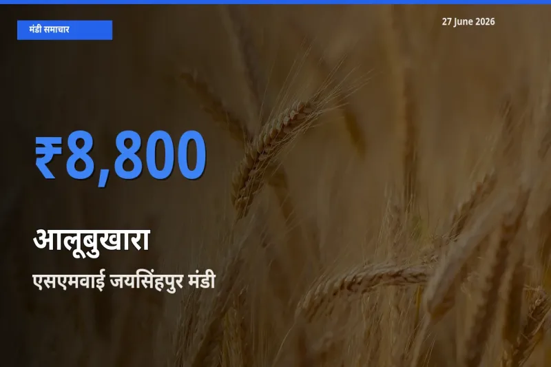 एसएमवाई जयसिंहपुर में आलूबुखारा का आज सबसे ऊँचा भाव