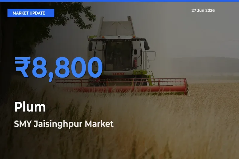 Farmers Prefer SMY Jaisinghpur as Plum Hits Highest Rate