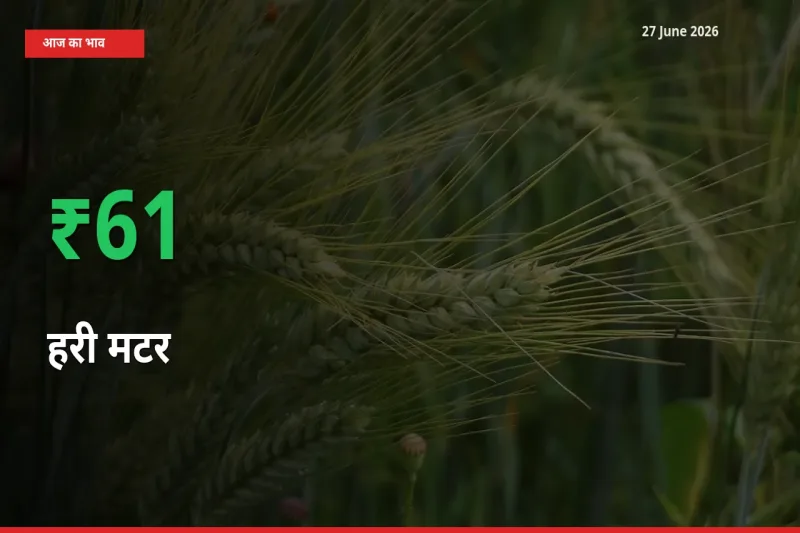 स्थानीय मंडी में हरी मटर के दाम अचानक 60.81% उछले, किसान सतर्क