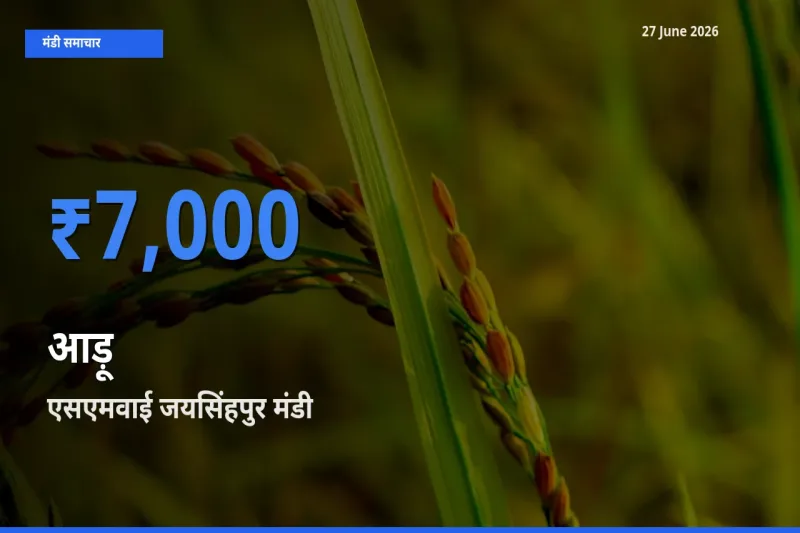 एसएमवाई जयसिंहपुर मंडी में आज आड़ू के सबसे ऊँचे दाम दर्ज