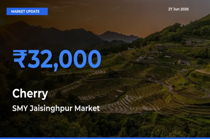 Market Watch: SMY Jaisinghpur Becomes Top Mandi for Cherry