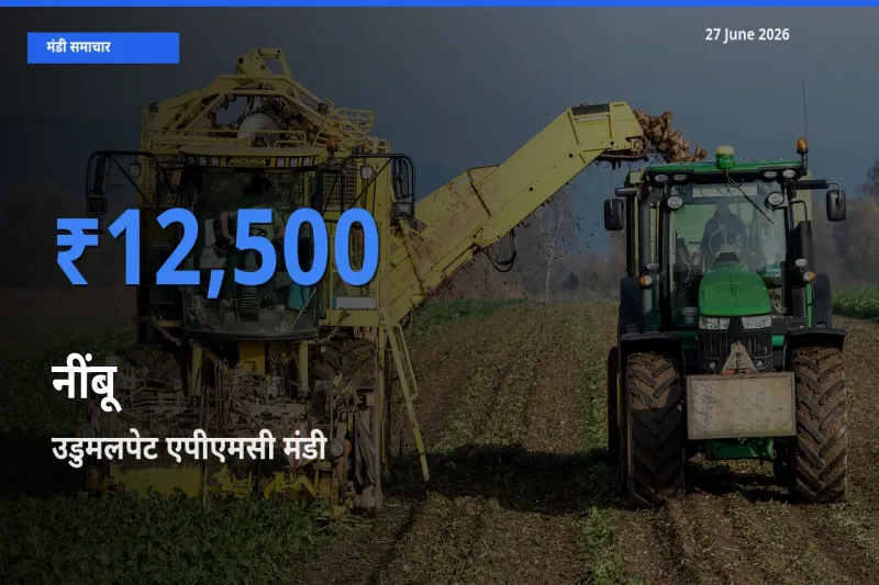 आज का मंडी भाव: नींबू के सबसे ज़्यादा दाम उडुमलपेट एपीएमसी में