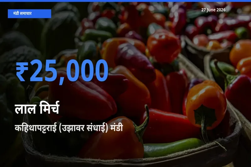 आज लाल मिर्च के सबसे ज़्यादा दाम कहिथापट्टराई (उझावर संधाई) मंडी में दर्ज