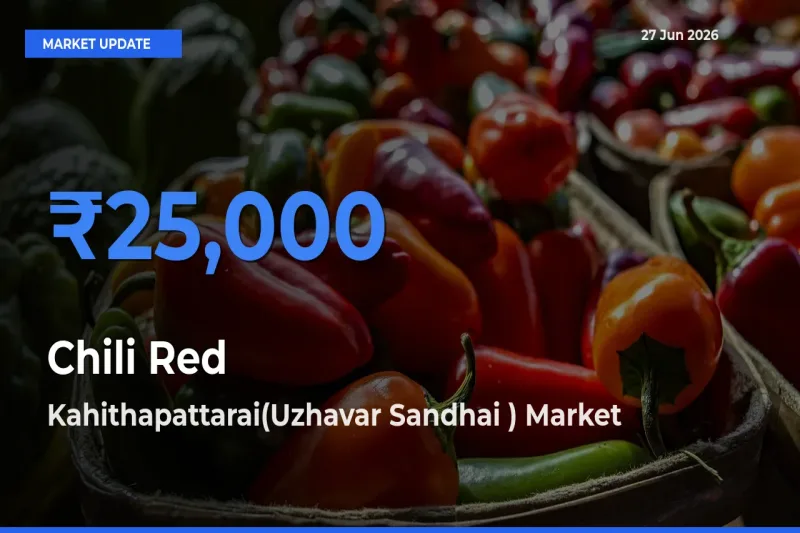 Market Watch: Kahithapattarai(Uzhavar Sandhai ) Becomes Top Mandi for Chili Red