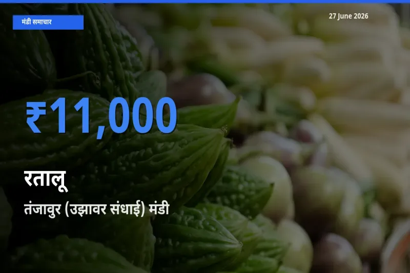 27 June अपडेट: रतालू के सबसे ऊँचे दाम तंजावुर (उझावर संधाई) मंडी में