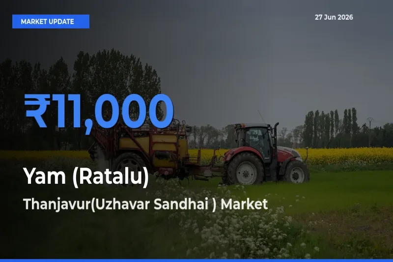 Thanjavur(Uzhavar Sandhai ) Tops Yam (Ratalu) Rates – June 27 Market Update