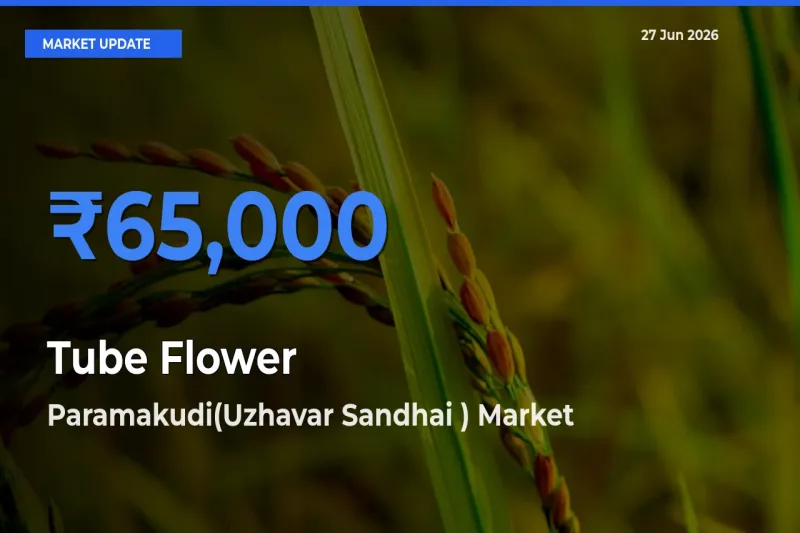 Market Watch: Paramakudi(Uzhavar Sandhai ) Becomes Top Mandi for Tube Flower