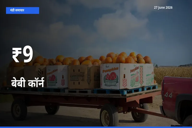 बेबी कॉर्न के दाम 9+ मंडियों में बदले, बाज़ार का रुझान स्पष्ट