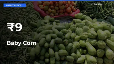 Baby Corn Rates Show Broad Movement Across 9+ Mandis