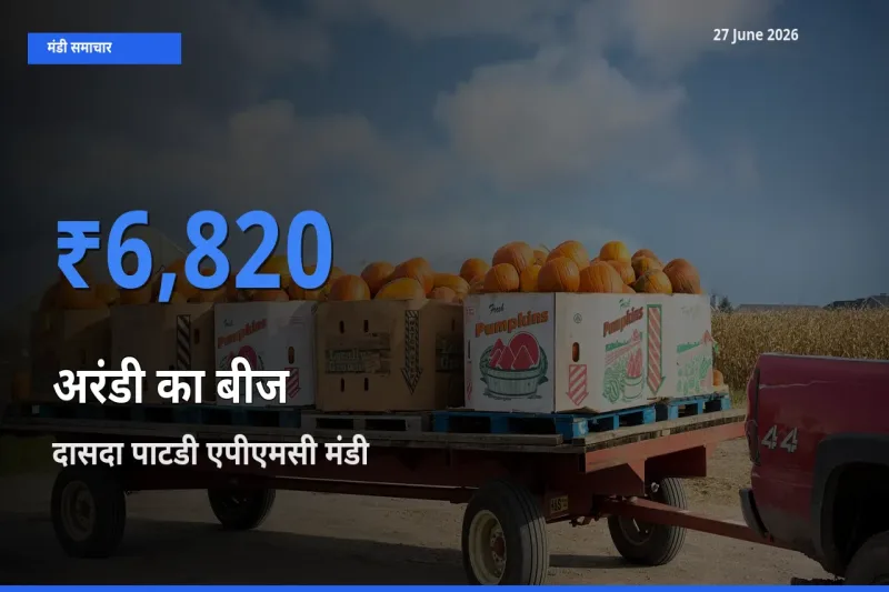 दासदा पाटडी एपीएमसी मंडी में अरंडी का बीज ₹6,820 पर पहुँचा – आज का सर्वोच्च भाव