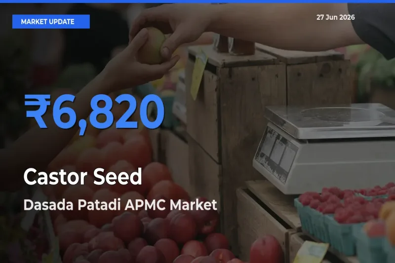 Market Watch: Dasada Patadi APMC Becomes Top Mandi for Castor Seed