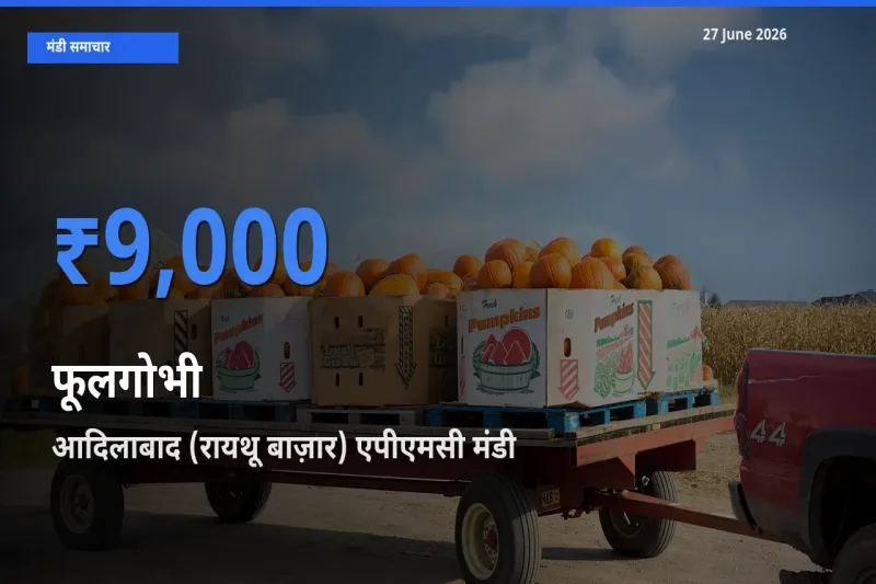 आदिलाबाद (रायथू बाज़ार) एपीएमसी मंडी में फूलगोभी ₹9,000 पर पहुँचा – आज का सर्वोच्च भाव