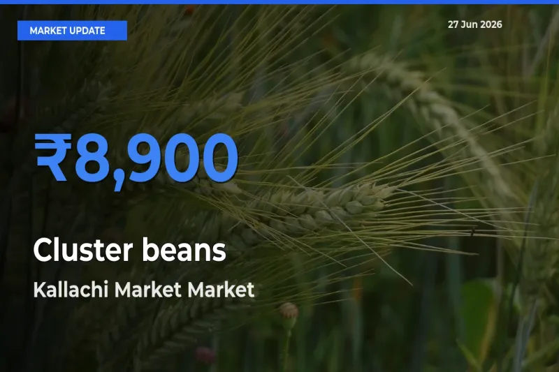 Kallachi Market Records Highest ₹8,900 Rate for Cluster beans