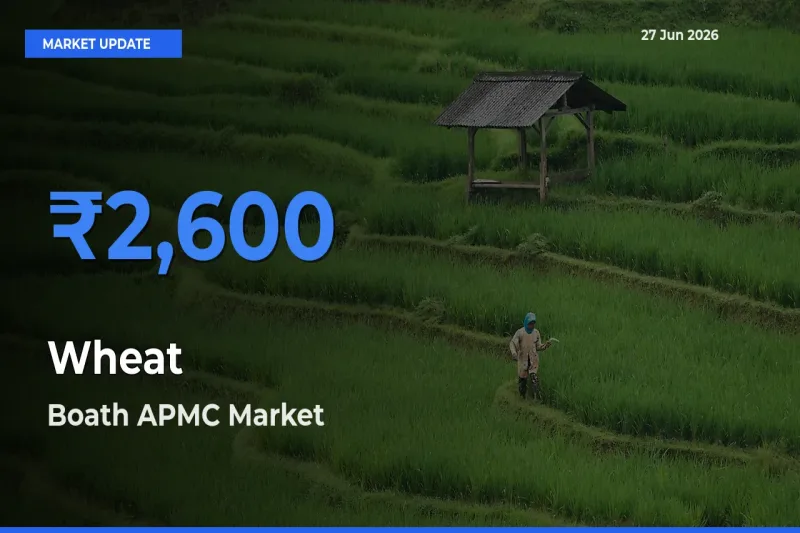 Wheat Mandi Rate Today: Boath APMC Tops the List
