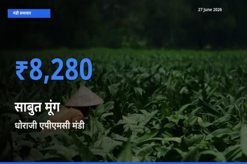 आज साबुत मूंग के सबसे ज़्यादा दाम धोराजी एपीएमसी मंडी में दर्ज