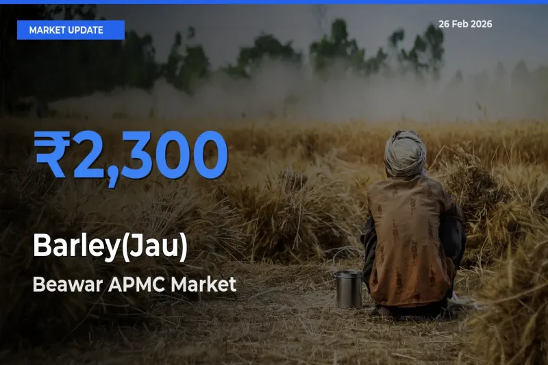 Beawar APMC Offers ₹2,300 – Highest Barley(Jau) Rate Today