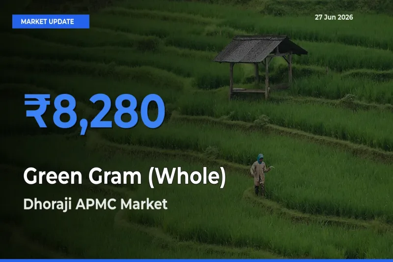 Farmers Prefer Dhoraji APMC as Green Gram (Whole) Hits Highest Rate