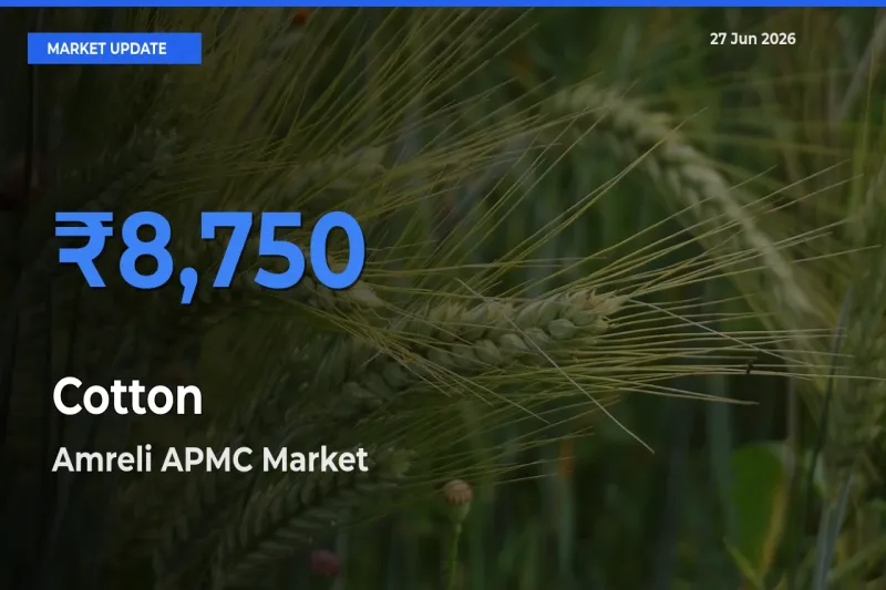 Market Watch: Amreli APMC Becomes Top Mandi for Cotton
