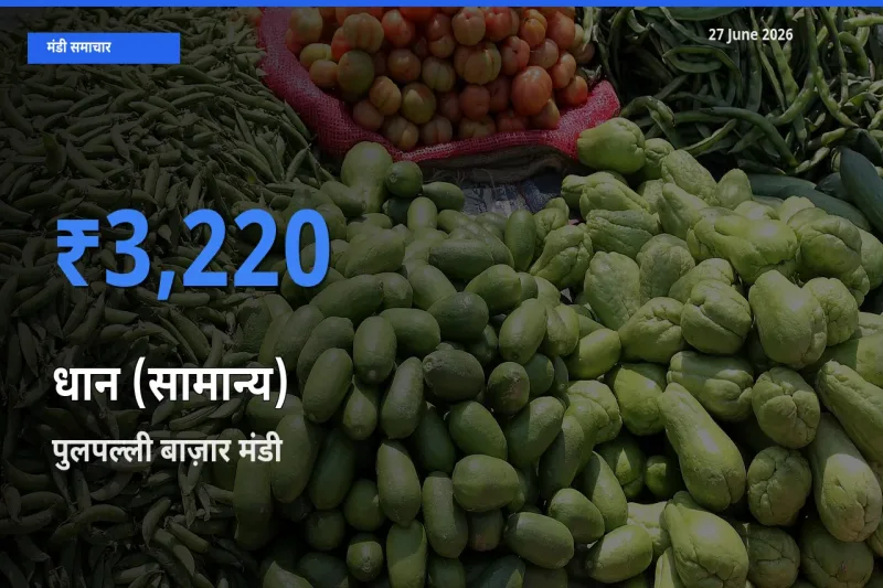 आज धान (सामान्य) के सबसे ज़्यादा दाम पुलपल्ली बाज़ार मंडी में दर्ज
