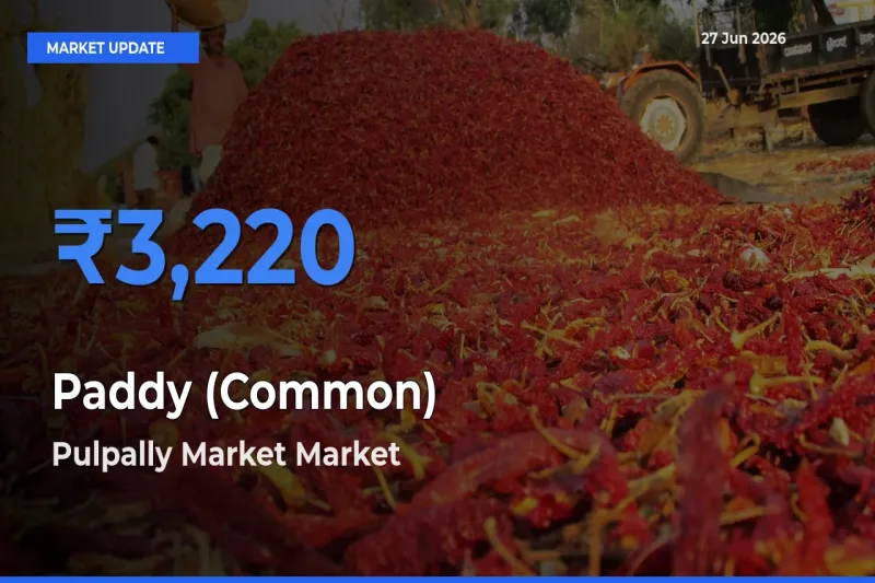 Pulpally Market Leads as Top Mandi for Paddy (Common) Prices