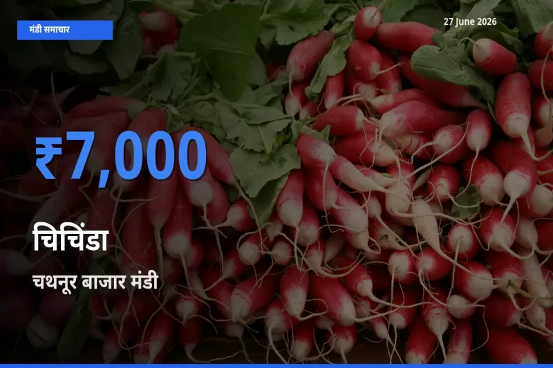 आज का मंडी भाव: चिचिंडा के सबसे ज़्यादा दाम चथनूर बाजार में