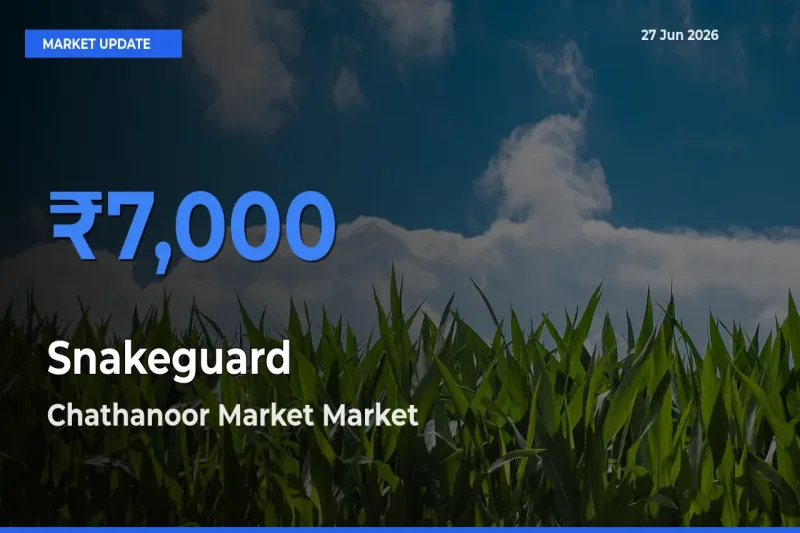Chathanoor Market Emerges as Top Mandi for Snakeguard Prices Today