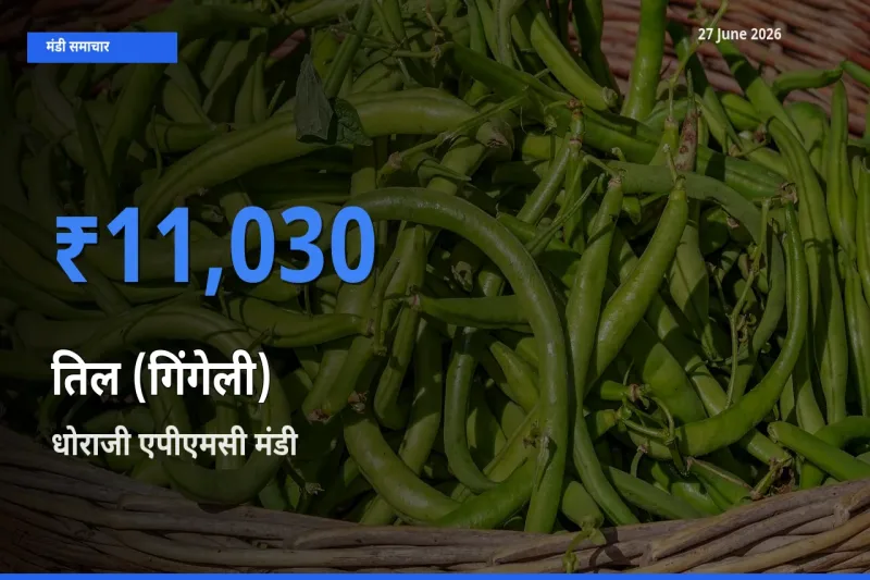 धोराजी एपीएमसी में तिल (गिंगेली) का आज सबसे ऊँचा भाव
