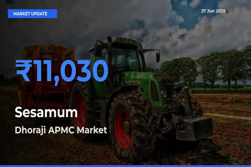 Dhoraji APMC Records Highest ₹11,030 Rate for Sesamum