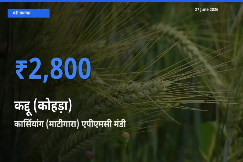 आज कद्दू (कोहड़ा) के सबसे ज़्यादा दाम कार्सियांग (माटीगारा) एपीएमसी मंडी में दर्ज