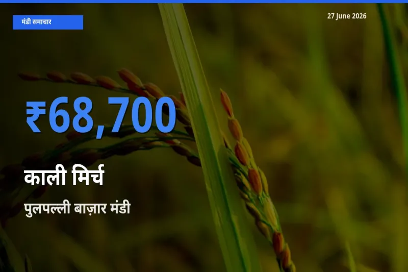 पुलपल्ली बाज़ार में काली मिर्च का आज सबसे ऊँचा भाव