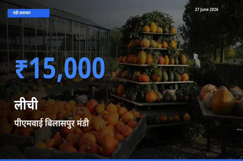 आज लीची के सबसे ऊँचे दाम ₹15,000 पीएमवाई बिलासपुर मंडी में