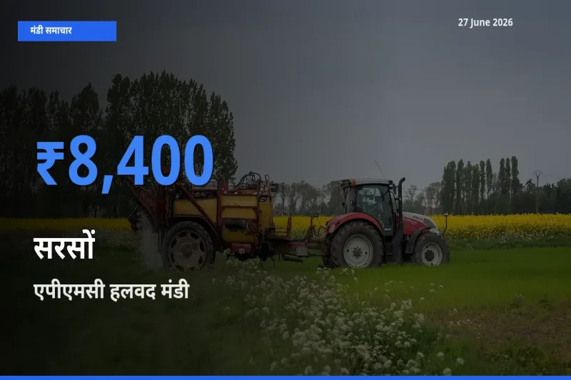 एपीएमसी हलवद मंडी में सरसों ₹8,400 पर पहुँचा – आज का सर्वोच्च भाव