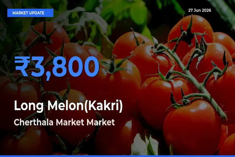 Top Performer! Cherthala Market Offers Best Long Melon(Kakri) Price Today