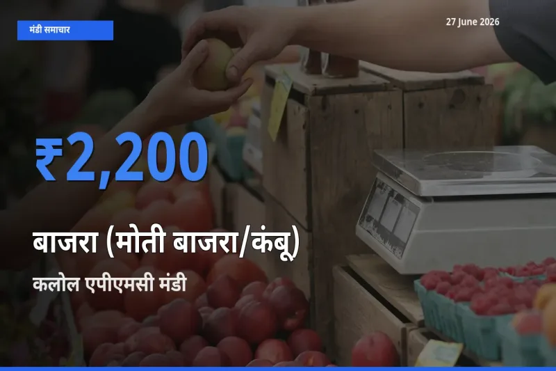 टॉप मंडी बना कलोल एपीएमसी! बाजरा (मोती बाजरा/कंबू) के सबसे ऊँचे दाम यहीं दर्ज
