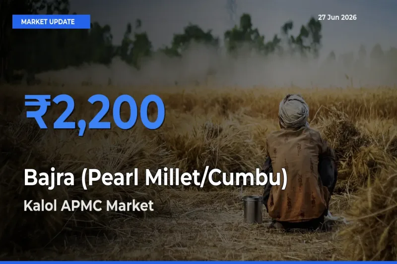 Kalol APMC Records Highest ₹2,200 Rate for Bajra (Pearl Millet/Cumbu)