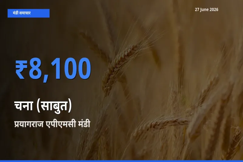 आज चना (साबुत) के सबसे ज़्यादा दाम प्रयागराज एपीएमसी मंडी में दर्ज