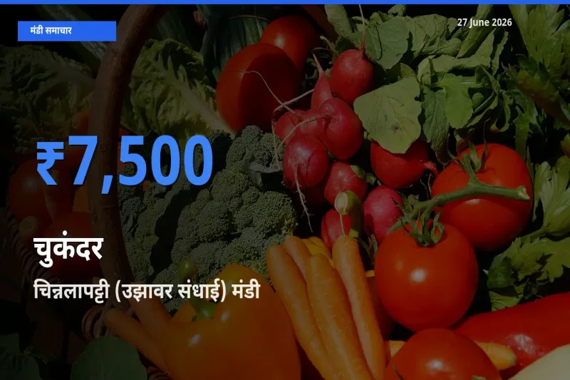 चिन्नलापट्टी (उझावर संधाई) में चुकंदर का आज सबसे ऊँचा भाव