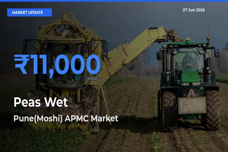 Pune(Moshi) APMC Records Highest ₹11,000 Rate for Peas Wet