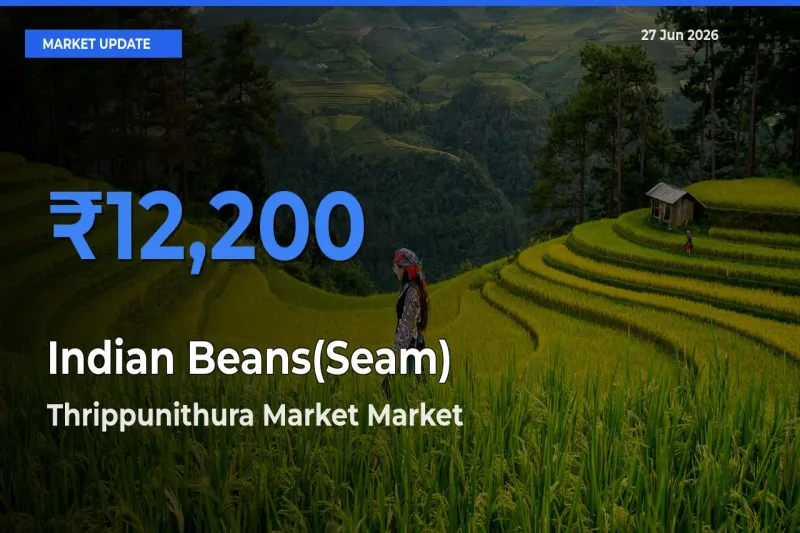 Thrippunithura Market Records Highest ₹12,200 Rate for Indian Beans(Seam)