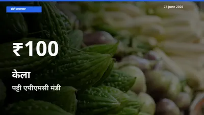 पट्टी एपीएमसी में केला ₹100 पर गिरा – 30 दिन का न्यूनतम भाव