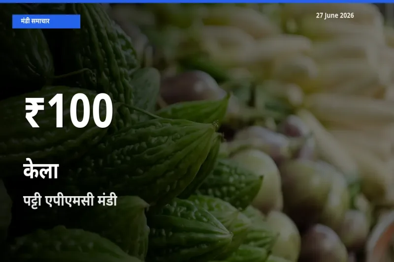 पट्टी एपीएमसी में केला ₹100 पर गिरा – 30 दिन का न्यूनतम भाव